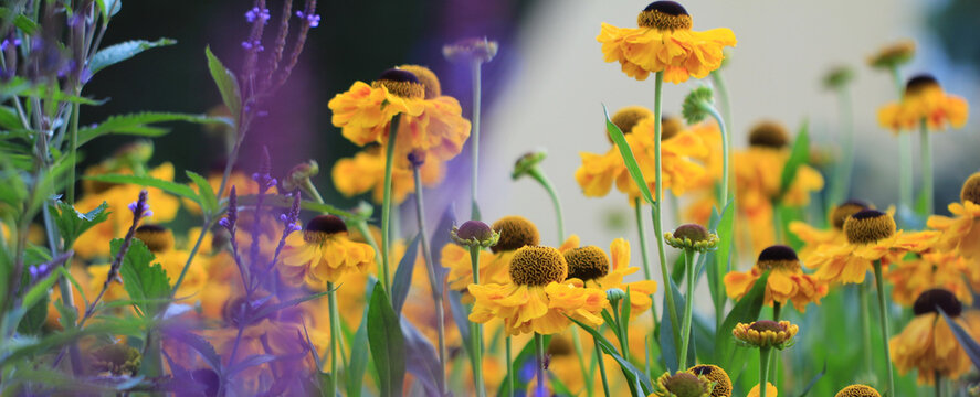 Gelb bl&uuml;hende  Helenium / Sonnenbraut 