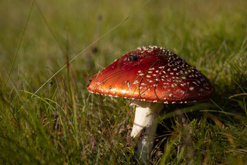 amanita muscaria fly agaric mushroom