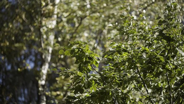 Bottom view of birch trees with summer green leaves swaying in the wind against a blue sky. Action. Natural background with beautiful green trees.