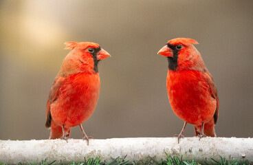 Tow Male Cardinal looking at each other- Photograph of  bright red male Cardinal perched on a branch sunbeam on birds Selective focus on the Cardinal. Space for text.