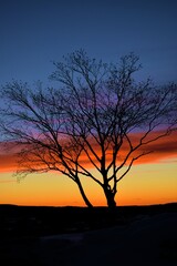 
A birch tree alone on a winter evening