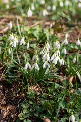 schneeglöckchen, galanthus, Blüten
