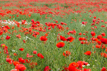 Cornfield with poppies all over
