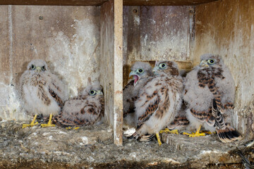 Turmfalke (Falco tinnunculus) Junge im Nistkasten