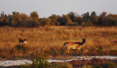 Two young deers walks outdoors on the field at daytime together