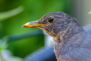 Amsel (Turdus merula) Weibchen