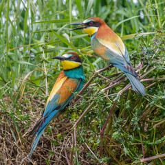 Bienenfresser (Merops apiaster)