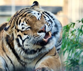 Laughing Tiger