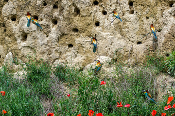 Bienenfresser (Merops apiaster) im Brutbiotop