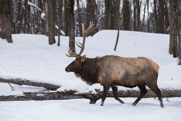 The elk (Cervus canadensis) or wapiti in winter