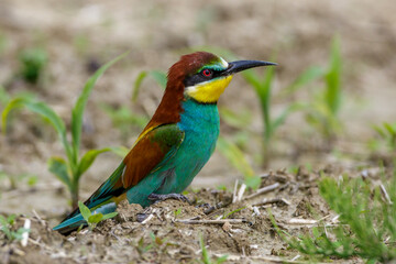 Bienenfresser (Merops apiaster)