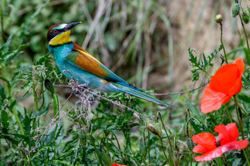 Bienenfresser (Merops apiaster)