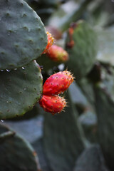 Prickly Pair Close up