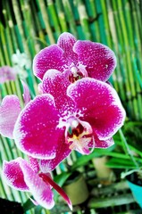 red tropical Orchid Orchidaceae flower blooming with green leaves