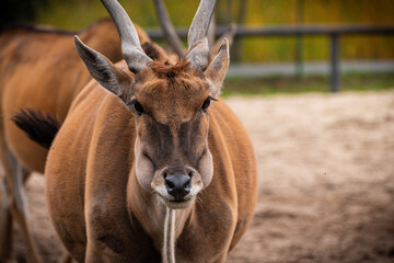 antelope in zoo