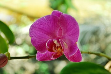 red tropical Orchid Orchidaceae flower blooming with green leaves