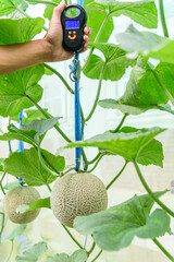 Use portable Digial scale for fresh melon  weigh in farm