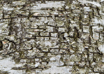 Birch bark. the texture of the bark of the tree is white-brown corrugated. close-up
