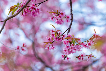 Fototapeta na wymiar beautiful cherry blossom,sakura are blooming soft blur for background.