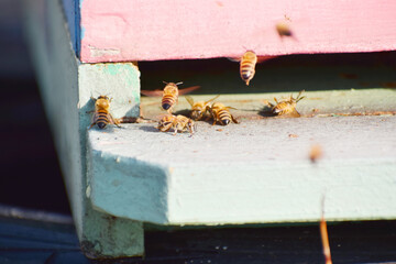 Honey Bees Landing in the Bee Hive