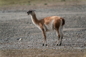 The guanaco (Lama guanicoe)