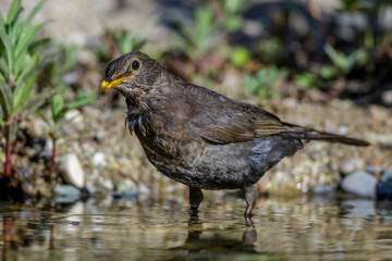 Amsel (Turdus merula) Weibchen