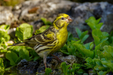 Girlitz (Serinus serinus) Männchen