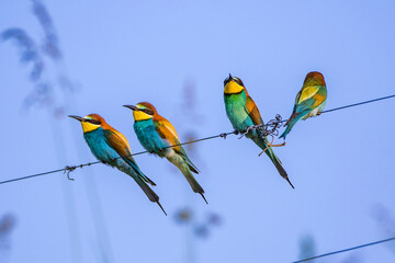 Bienenfresser (Merops apiaster)