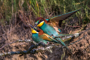 Bienenfresser (Merops apiaster) Paarung