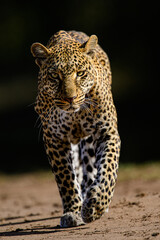 Eye to Eye with Leopard
