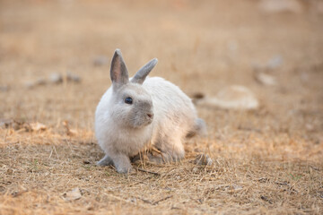 Naklejka na ściany i meble Rabbit on dry grass. Spring Easter baby rabbit. Cute domestic animal.