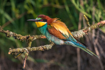 Bienenfresser (Merops apiaster)
