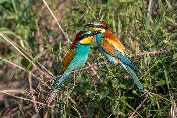 Bienenfresser (Merops apiaster)