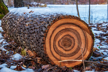 Obraz premium Growth brown rings. Snowy log.