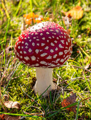 Fliegenpilz auf einer Wiese