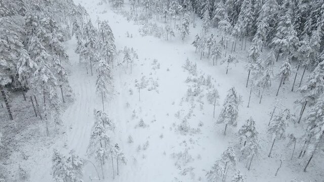 very snowy forest, with coniferous trees of different sizes, heights, spruces, pines, on a cloudy day with dramatic, dark sky, Latvia, Līgatne, Līgatnes upes loki