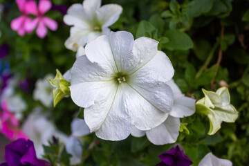 White purple yellow flowers with beautiful green background