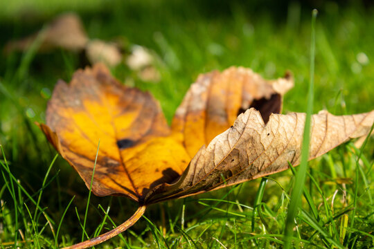 Leave fallen from the tree during autumn