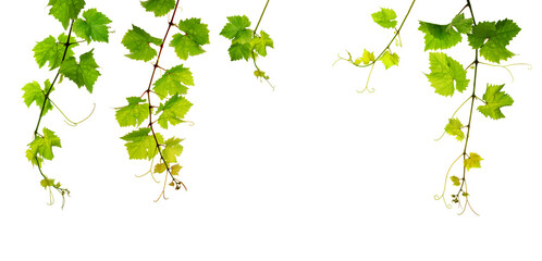Fresh green grapevine, five single branches, isolated on white background