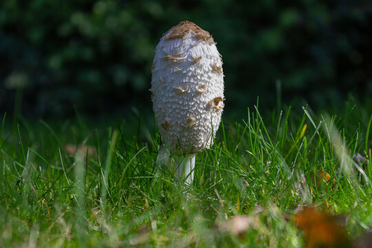 Close up of a Shaggy Inkcap oprinus comatus