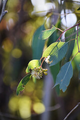 Eucalyptus Blossom