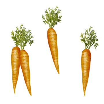 Set of watercolor carrots isolated on white background, watercolor painting vegetables illustration