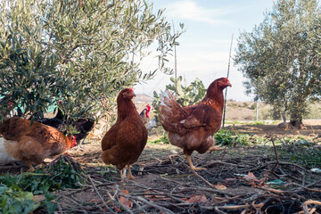 Ecological chickens on the farm.
