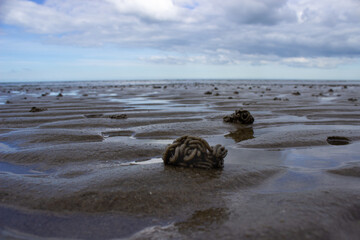 Dutch beach lugworm on tidal flats during the summer