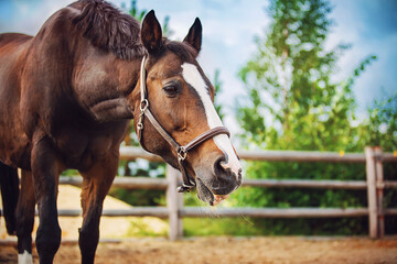 A beautiful bay horse eats dry hay in a paddock on a farm on a clear summer day. Livestock.