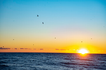 atardecer con aves