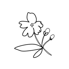 Vector Asian flower in doodle style Spring botanical illustration for Chinese New Year.Cherry blossom sakura  with black hand drawn line.Design cards,social media,weddings,stickers,coloring books.