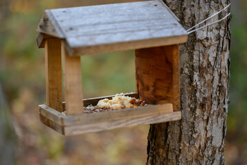 Bird feeder in the autumn forest.