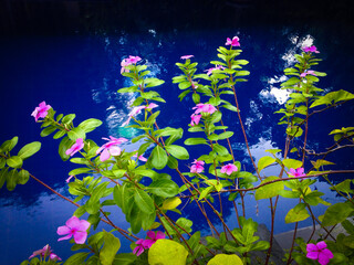 Fototapeta na wymiar Sweet Tiny Purple Flowers Of Bright Eyes Or Cape Periwinkle Or Catharanthus Roseus Plants Grows Beside Swimming Private Pool