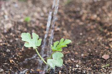 watermelon plant in natural land